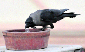 crow-in-bowl-of-water