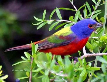 11a. Painted Bunting