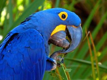 12. Hyacinth Macaw