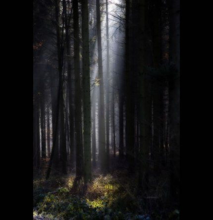 2. Forest-of-Gondor-BLACK-FOREST-