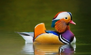 21. Mandarin Duck