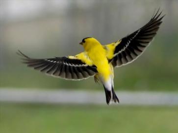 7. American Goldfinch