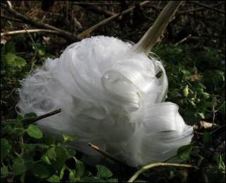 Asha - Frost Flower - 1
